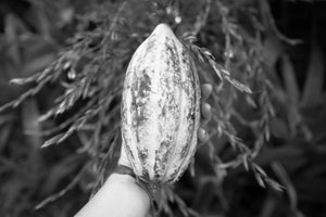 Ceremonial Cacao